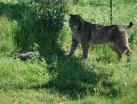 Los 'brotes verdes' lanzan al Ibex por encima de los 11.000 puntos