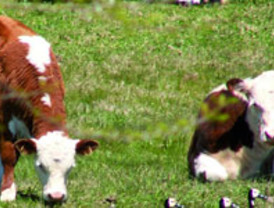 Poder Nacional y Poder Local