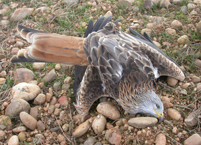 En Nambroca, "uno de los casos de envenenamiento de fauna protegida más graves de España"