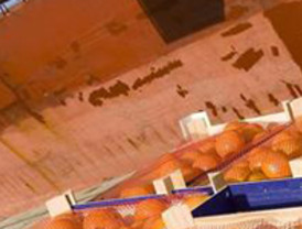 Nace la primera jirafa centroamericana