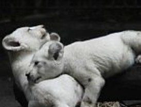 Lo Reyes Magos presentaron tres cachorros de león blanco