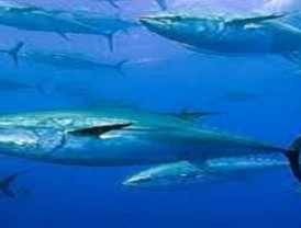 Unas jornadas de la UPCT concluyen que el atún rojo tiene futuro en las costas de la Región