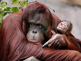 Qué monada: el ser humano es casi igual que el orangután