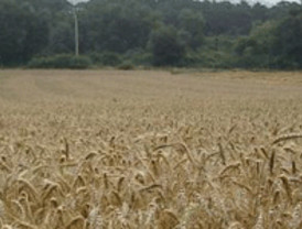 Bruselas prevé un aumento del 20% en las rentas agrícolas para 2020