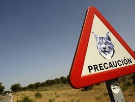 Muere un lince atropellado en la carretera nacional de Huelva a Mazagón