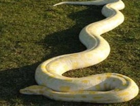 Rifirrafe en el Congreso: varios diputados no pudieron votar