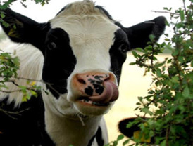 El sindicato Gestha dice que la subasta supone un sobrecoste de 6,9 millones