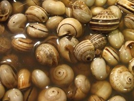 “Medellín se enamoró de la selección”