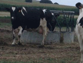 Miles de ganaderos desafían a la lluvia en Valladolid