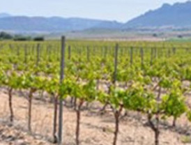 Las cooperativas de Fecoam contribuyen con 25.000 kilos de alimentos que aportan a Cáritas como acción solidaria