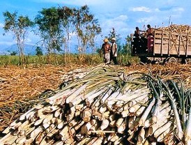 Cárdenas propone sustituir los TLC por un 'gran acuerdo continental'