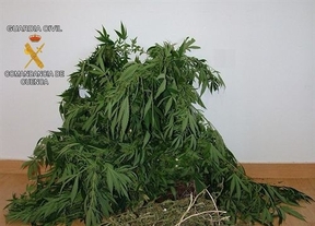 Imputada a sus 74 años...por cultivar marihuana