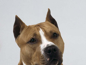 Tenía en una plaza pública unos perros 'potencialmente peligrosos' sueltos y sin bozal