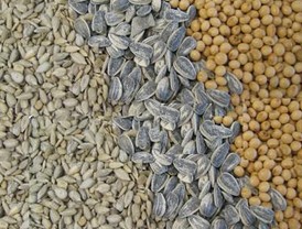 Confesiones del recuerdo