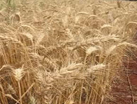 Argentina anuncia levantó trabas a exportación de trigo