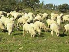 ¿Remite –algo—la crispación?