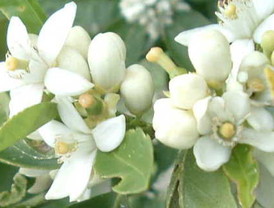 El 'papelón' de Cospedal sobre la dimisión de Bárcenas