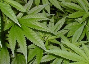 Rasquena vota 'sí' mayoritariamente a la plantación de marihuana, pero no es suficiente