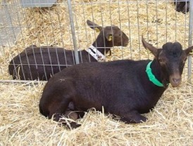 Larissa Riquelme alborotó el Cono Norte