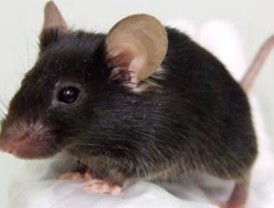 Científicos crean un ratón que canta como un ave