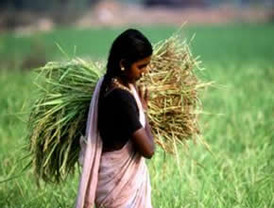 Hallan el cadáver de un lince ibérico en Sierra Morena, el cuarto en la que va de año