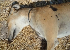 Matan a tiros a una galga en Albacete