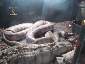 Incautadas 18 pitones, 16 caimanes, 15 boas y una tortuga-caimán en El Cuervo