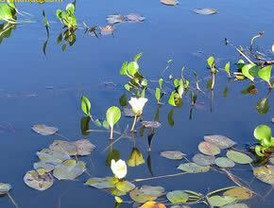 Chávez califica de cínico a Gobierno colombiano