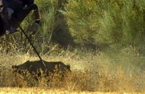 'Es cruel que se permita cazar el jabalí con una lanza en Castilla-La Mancha'