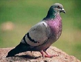 El Grupo Parlamentario Popular presentará una ley para regular la colombicultura y colombofilia