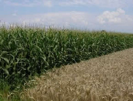 Rusia quiere comprar de maíz a Argentina