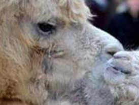 Para el Gobierno se trata de un Golpe Civil