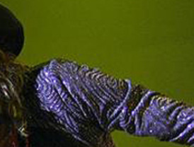 Críticos e infiltrados en el partido de Rosa Díez