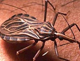 Autoridades sanitarias confirman brote de Chagas agudo