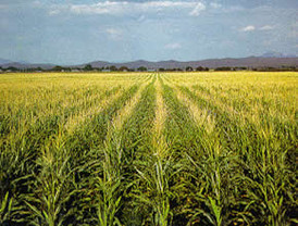 'Un millardito': el pecado original