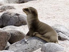 Fallece el vigilante herido por una explosión