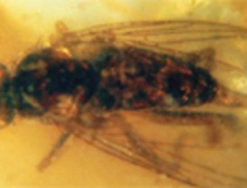 Descubren con vida una mosca prehistórica conservada en ambar