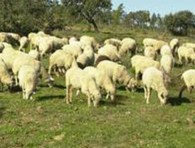 UPA y COAG cifran en 5 millones los primeros recortes de la Junta