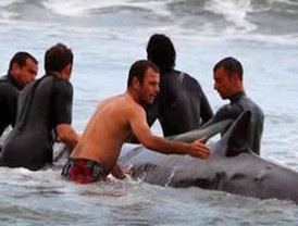 Misteriosa aparición de ballena tierra adentro en Gran Bretaña