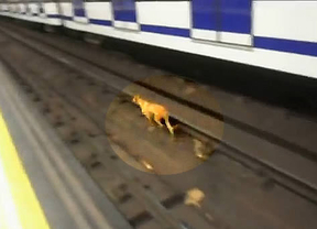 El perro que volvió loco a Metro de Madrid