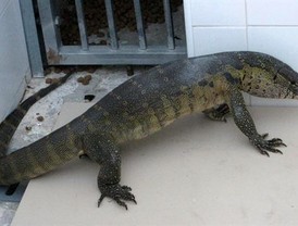 El lagarto varano capturado por la Policía Local encuentra hogar en un reptilario de Jerez de la Frontera