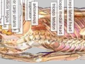 Google, más didáctico que nunca con 'Google Body Browser'