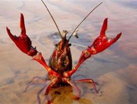 La Consejería de Medio Ambiente realiza un estudio pionero sobre el comercio electrónico con especies exóticas 'invasoras'