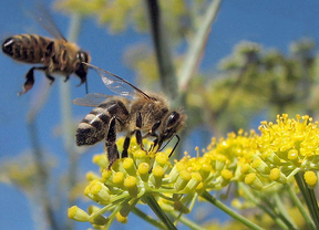 La UE dará un respiro a las colonias de abejas
