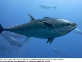 Florida, en 'estado de emergencia' por la mancha de petróleo