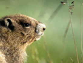 Phil de Punxsutawney, la marmota más famosa del mundo, celebra su día