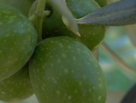 Hojiblanca empieza a distribuir aceite de oliva en Brasil