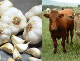 Sanz asegura que 'las detenciones son el unico camino para acabar con el terrorismo'