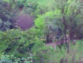 Murcia tiene 5.000 nuevos árboles gracias a los clientes de Aguas de Murcia dados de alta en la factura electrónica