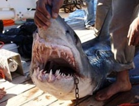 BBK estima que CajaSur podría dejar las pérdidas en 2012